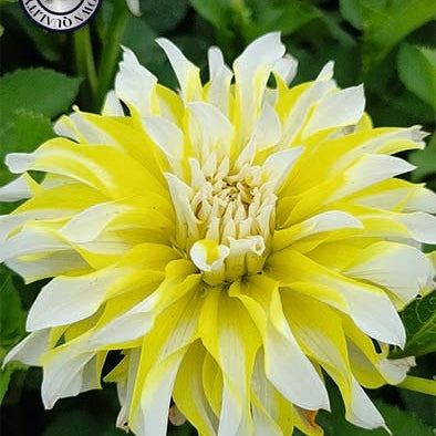 Dahlia Dekorativ Calgary Flame 1-pack NYHET